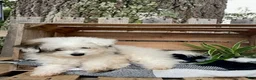 Mixed Breed dogs for sale: Lonnie - Ad 6