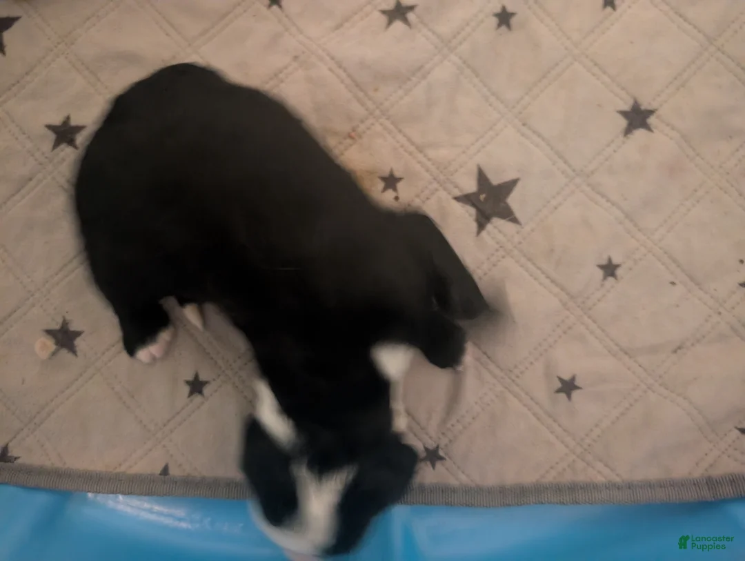 Sheepadoodle dogs for sale: Sheepadoodle Puppy 4 - Ad 2