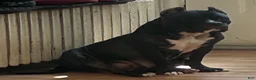 American Bully dogs for sale: American Bully 3 - Ad 4
