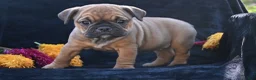 Mixed Breed dogs for sale: Darla - Ad 4