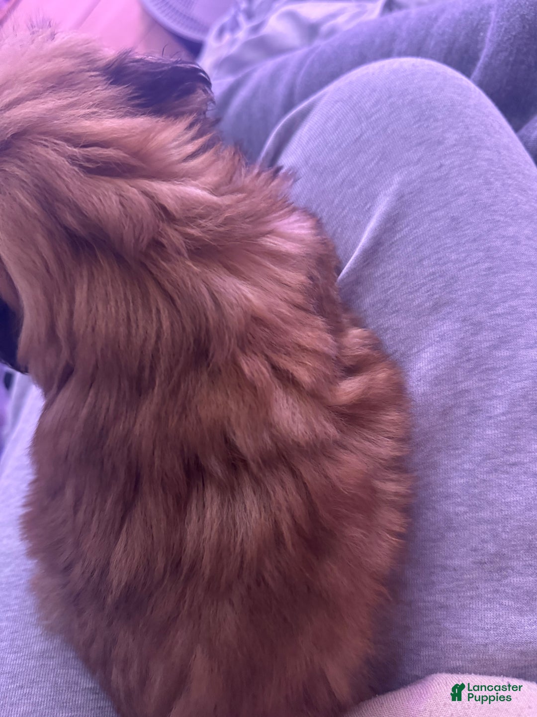 Shih Tzu dogs for sale: Shih Tzu Puppy 2 - Ad 4