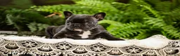 French Bulldog dogs for sale: Rosie - Ad 2