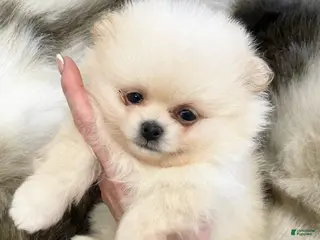 Pomeranian dogs Ken - Ad 6
