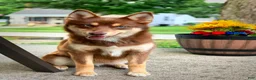 Pomsky dogs for sale: Spring - Ad 10