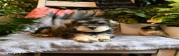 Miniature Schnauzer dogs for sale: Milo - Ad 4