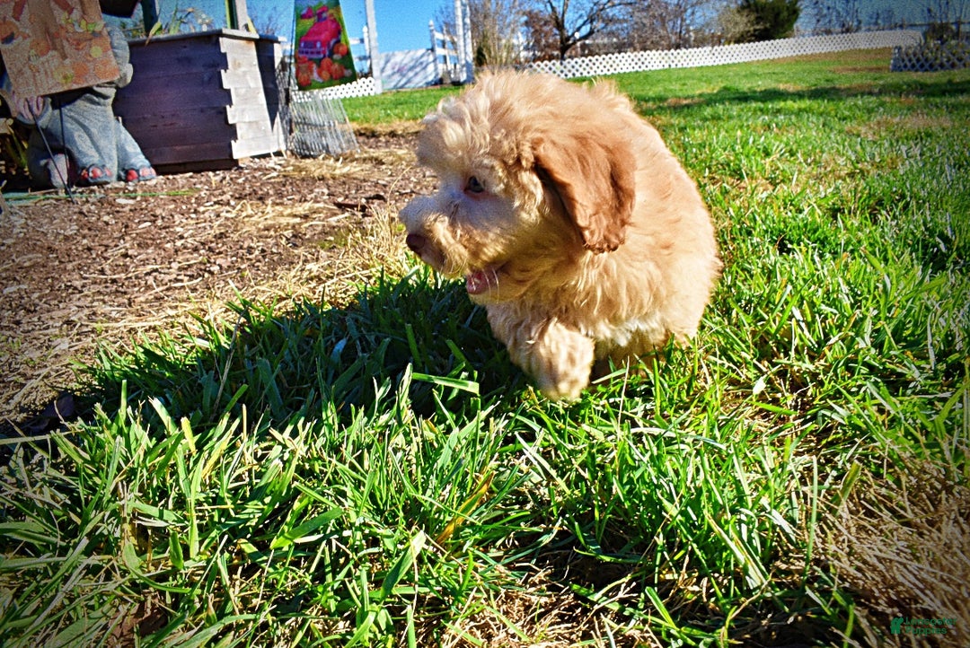 Havapoo dogs for sale: Ringo - Ad 10