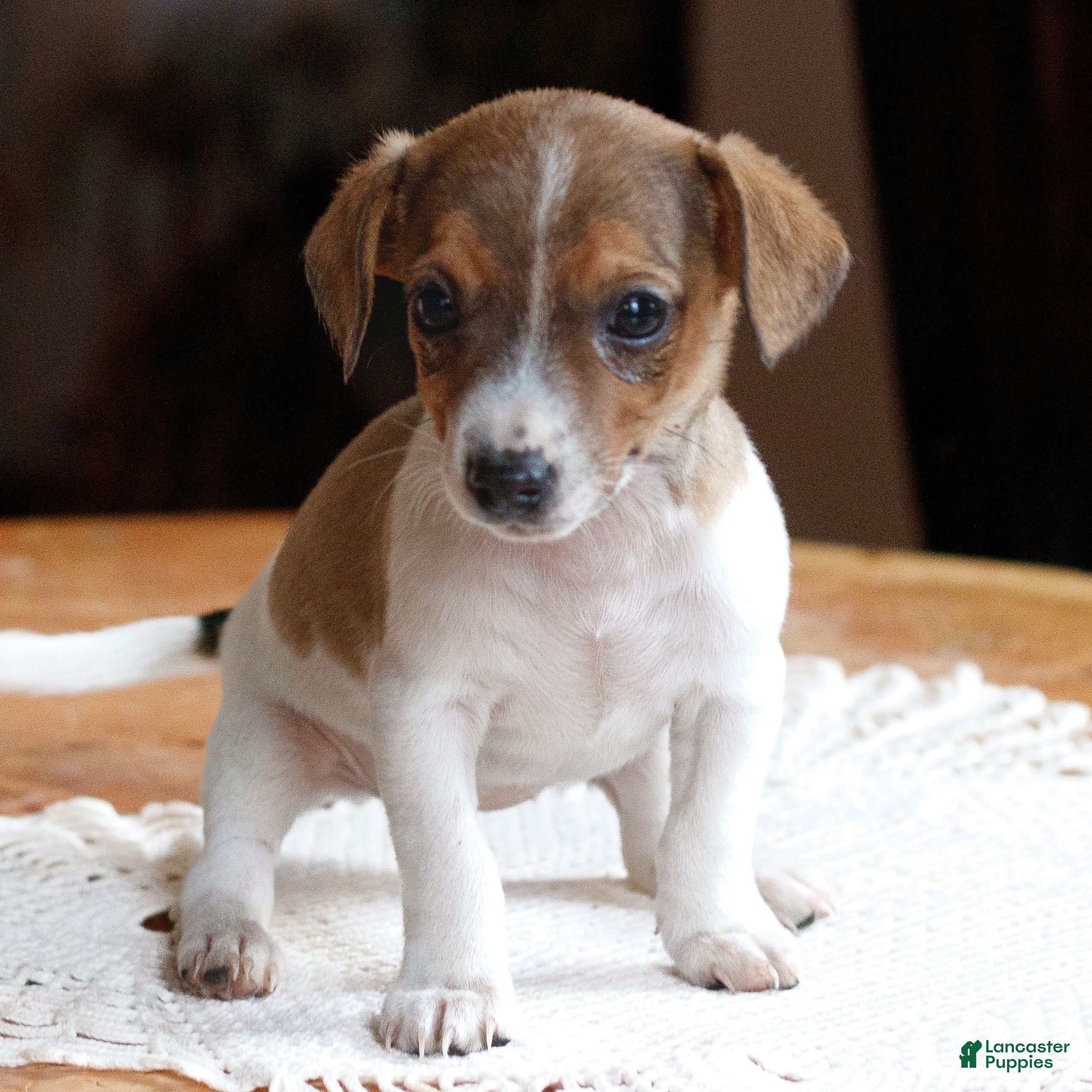 Jack Russell Terrier dogs Twila  - Ad 8