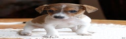 Jack Russell Terrier dogs for sale: Twila  - Ad 1