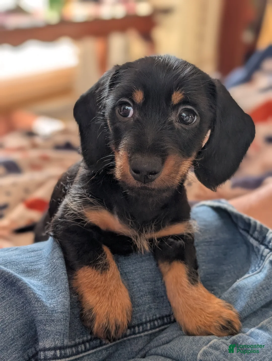 Miniature Dachshund dogs for sale: This is Harry or Magnum Force. - Ad 1
