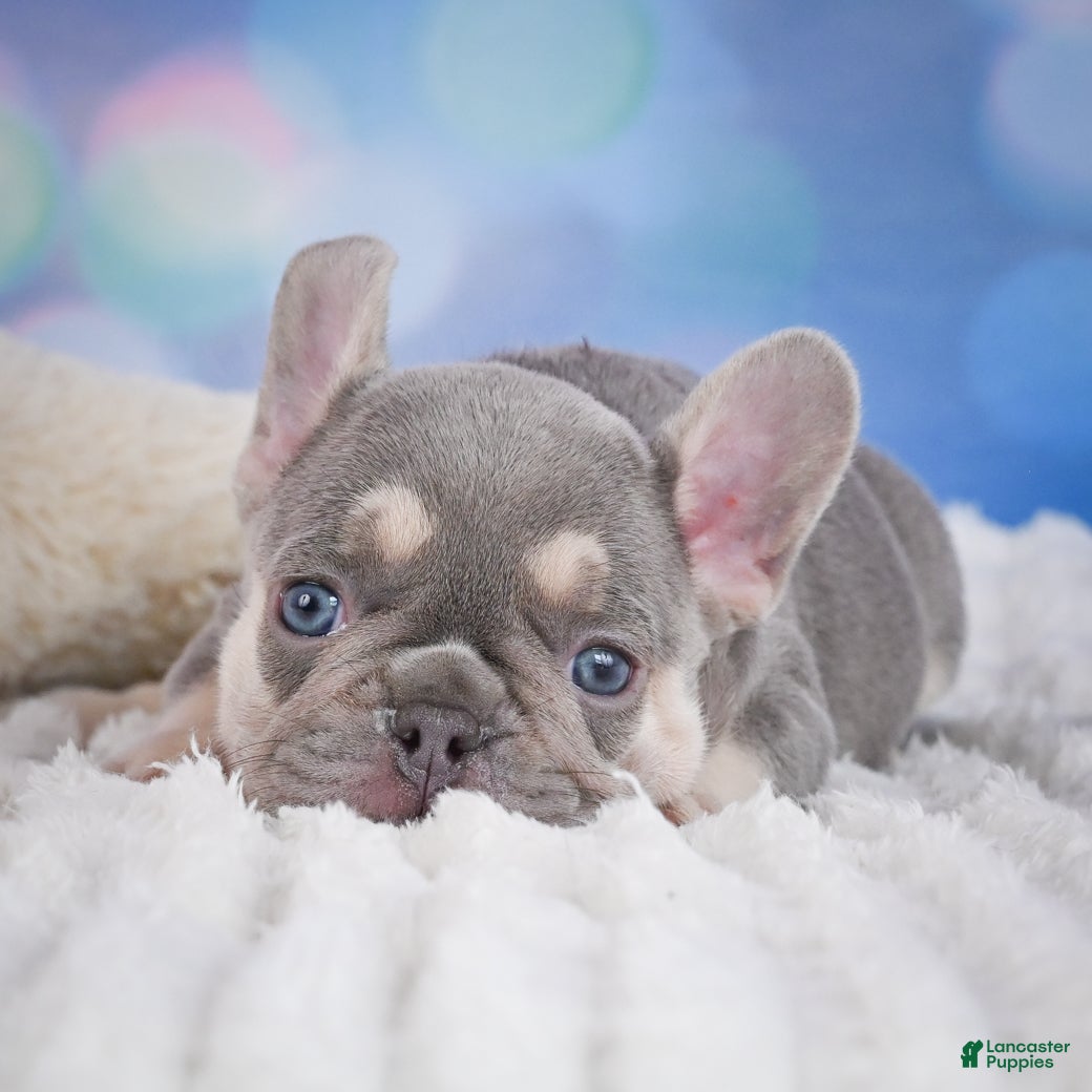 French Bulldog dogs Cory - Ad 1