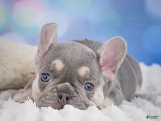 French Bulldog dogs for sale: Cory - Ad 4