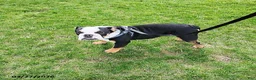English Bulldog dogs for sale: Reuben - Ad 5