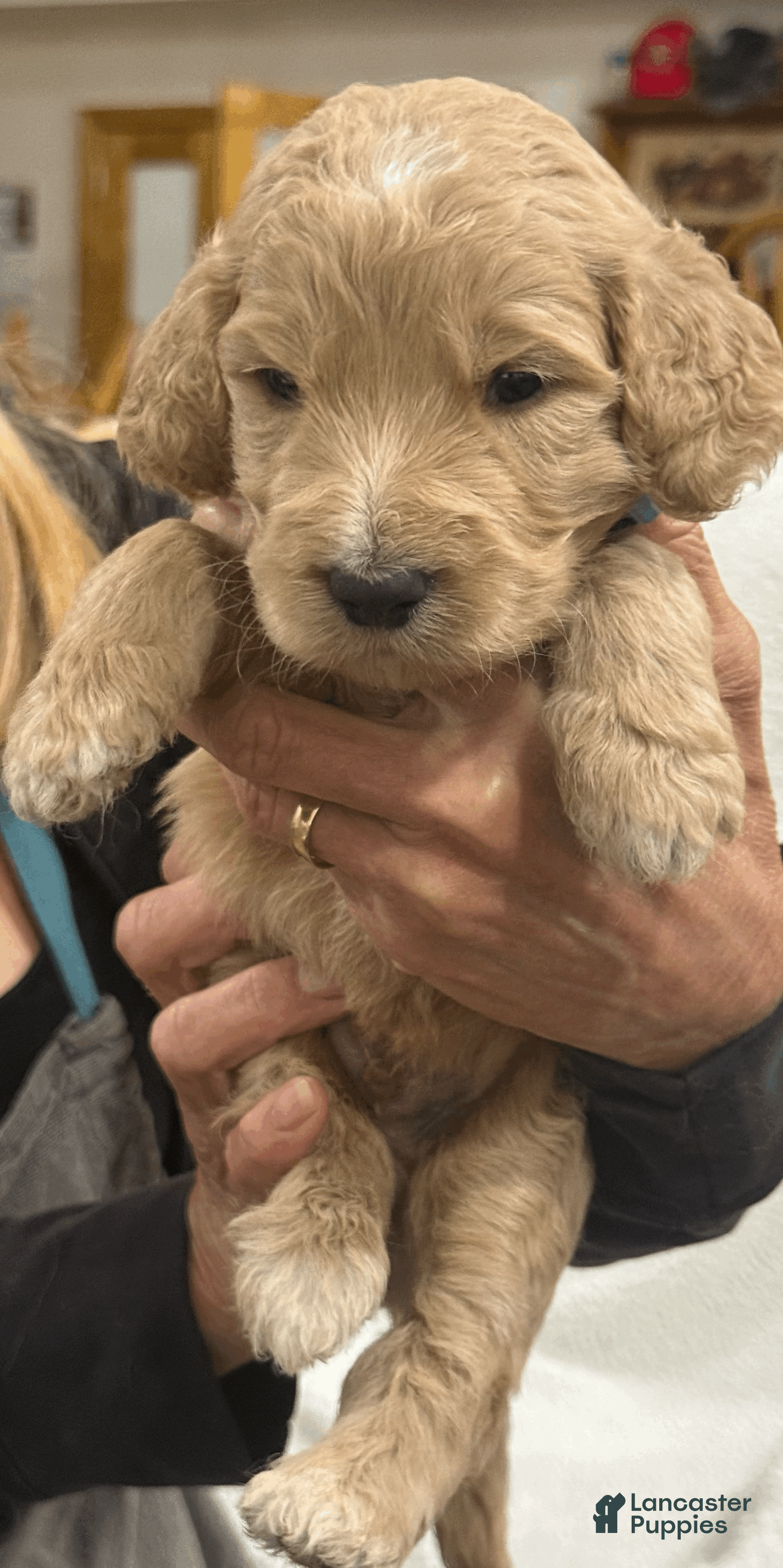 Goldendoodle dogs Light Blue - Ad 1