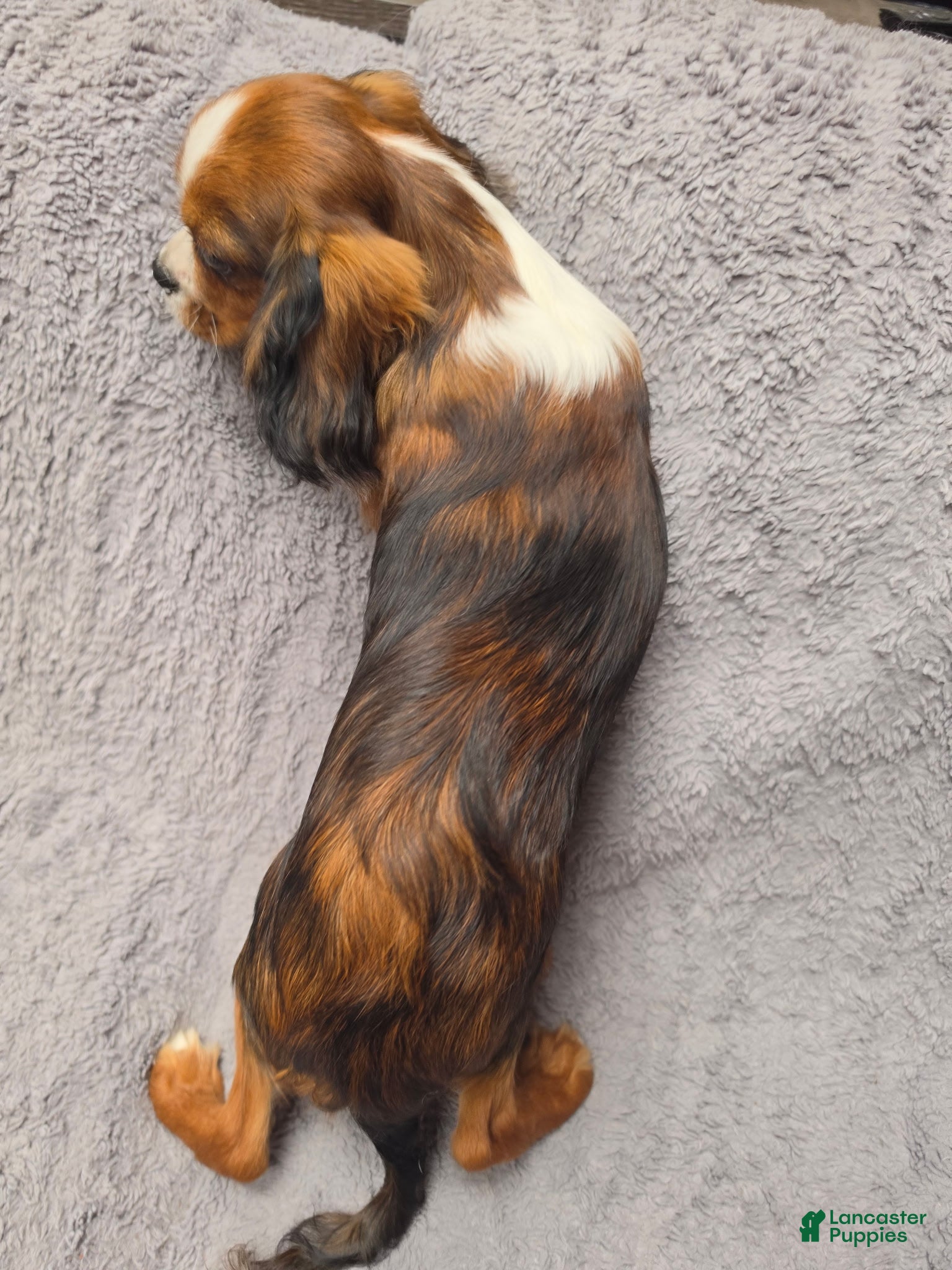 Cavalier King Charles Spaniel dogs Cavalier King Charles Spaniel 5 - Ad 10