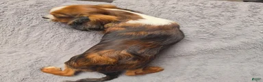 Cavalier King Charles Spaniel 5