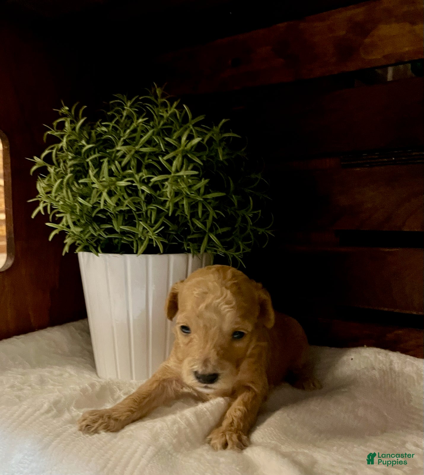 Miniature Poodle dogs Latte  - Ad 2