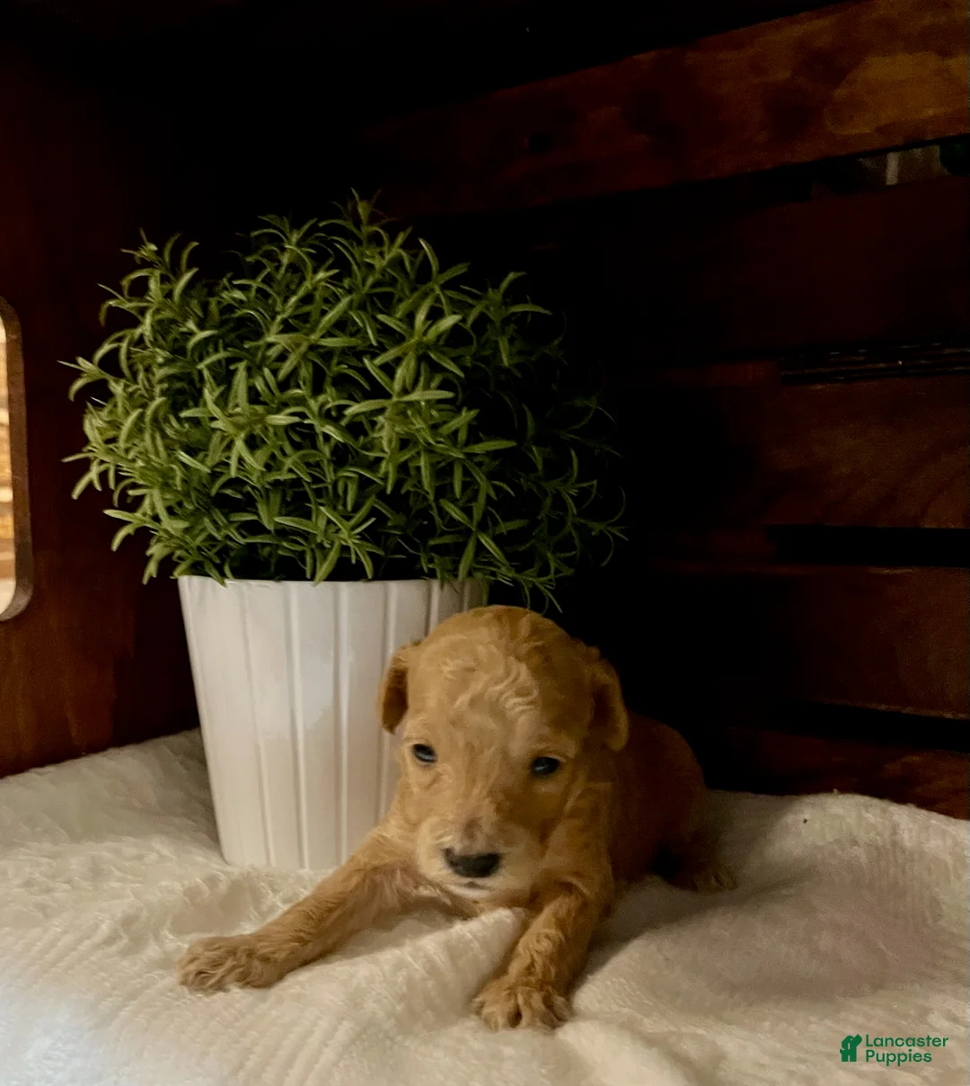 Miniature Poodle dogs for sale: Latte  - Ad 2