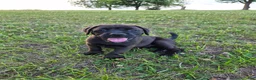 Boxador dogs for sale: Peanut - Ad 1