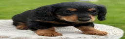 Miniature Dachshund dogs for sale: Milo - Ad 3