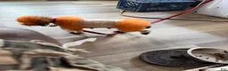 Shihpoo dogs for sale: Shihpoo 4 ~ prince - boy  - Ad 12
