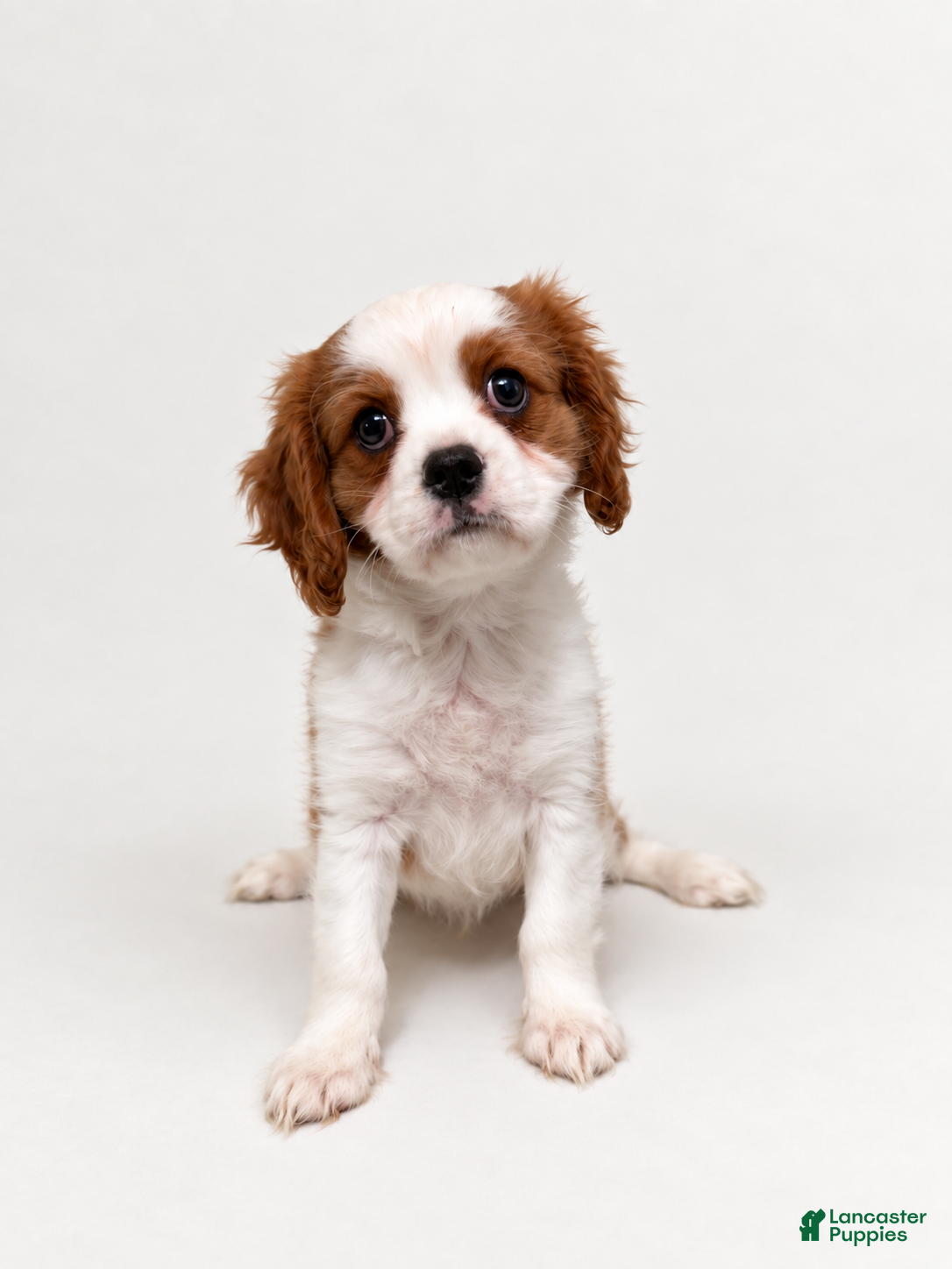 Cavalier King Charles Spaniel dogs Joshua Cavalier King Charles Spaniel  - Ad 2
