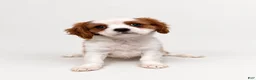 Cavalier King Charles Spaniel dogs for sale: Joshua Cavalier King Charles Spaniel  - Ad 6