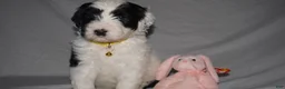 Mixed Breed dogs for sale: Osita/Little Bear - Ad 2