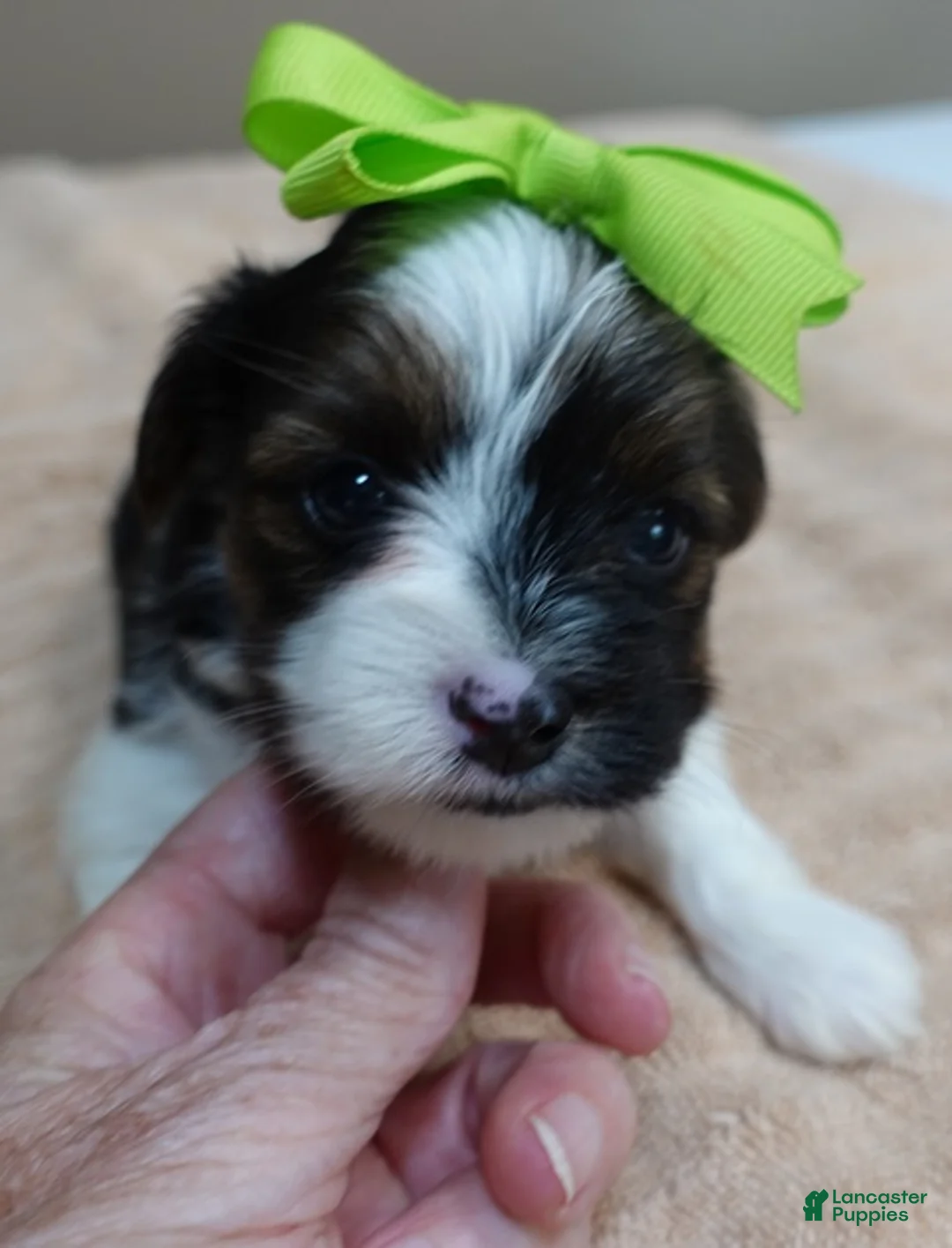 Yorkshire Terrier dogs for sale: Eli parti - Ad 2