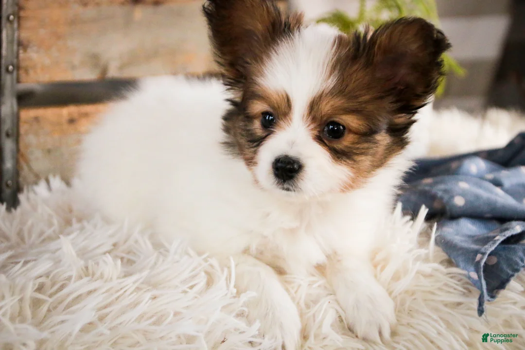 Papillon dogs for sale: Gus - Ad 3