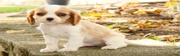 Cavalier King Charles Spaniel dogs for sale: Zeke - Ad 3