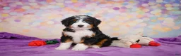 Mini Bernedoodle dogs for sale: Sasha - Ad 4