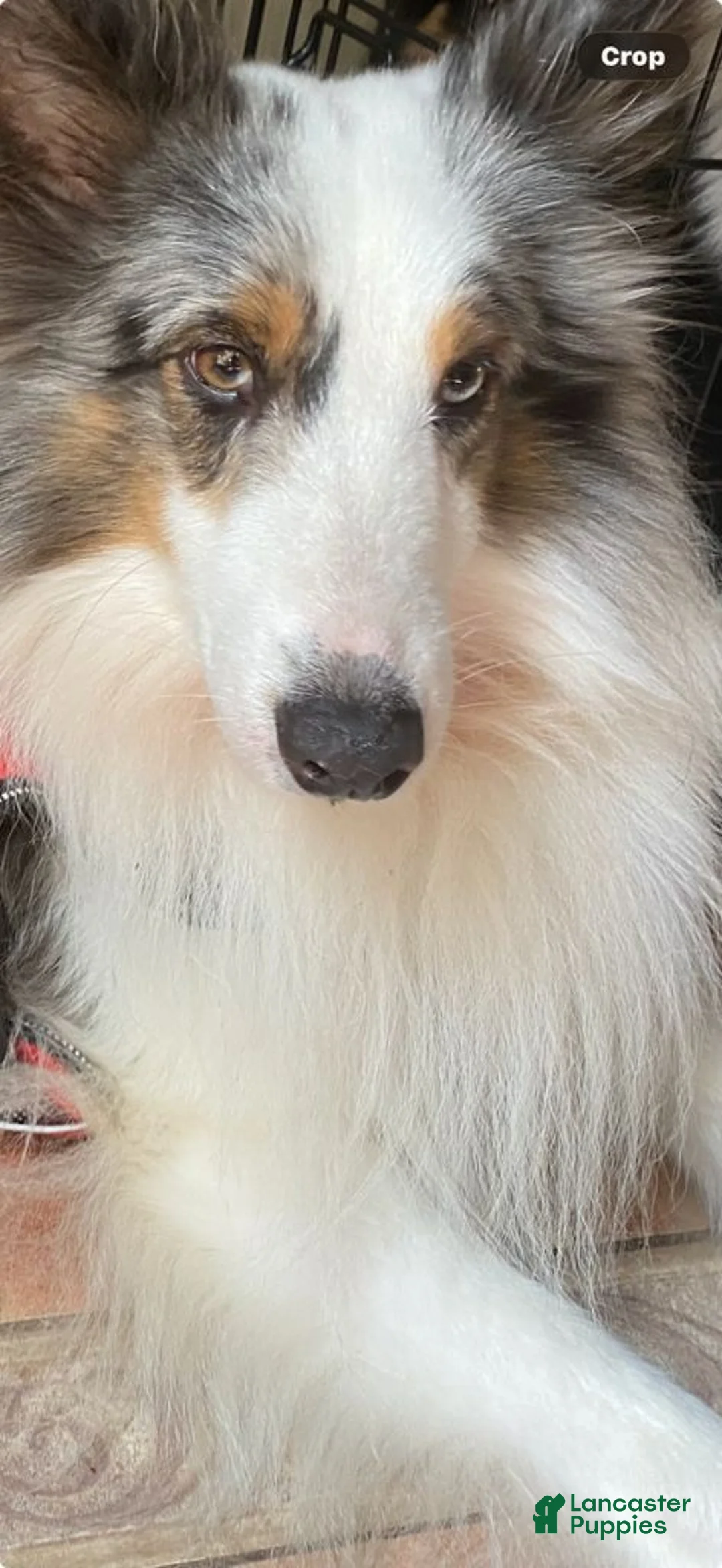 Shetland Sheepdog dogs for sale: Brewster - Ad 3