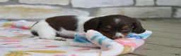 Miniature Dachshund dogs for sale: Anna - Ad 9