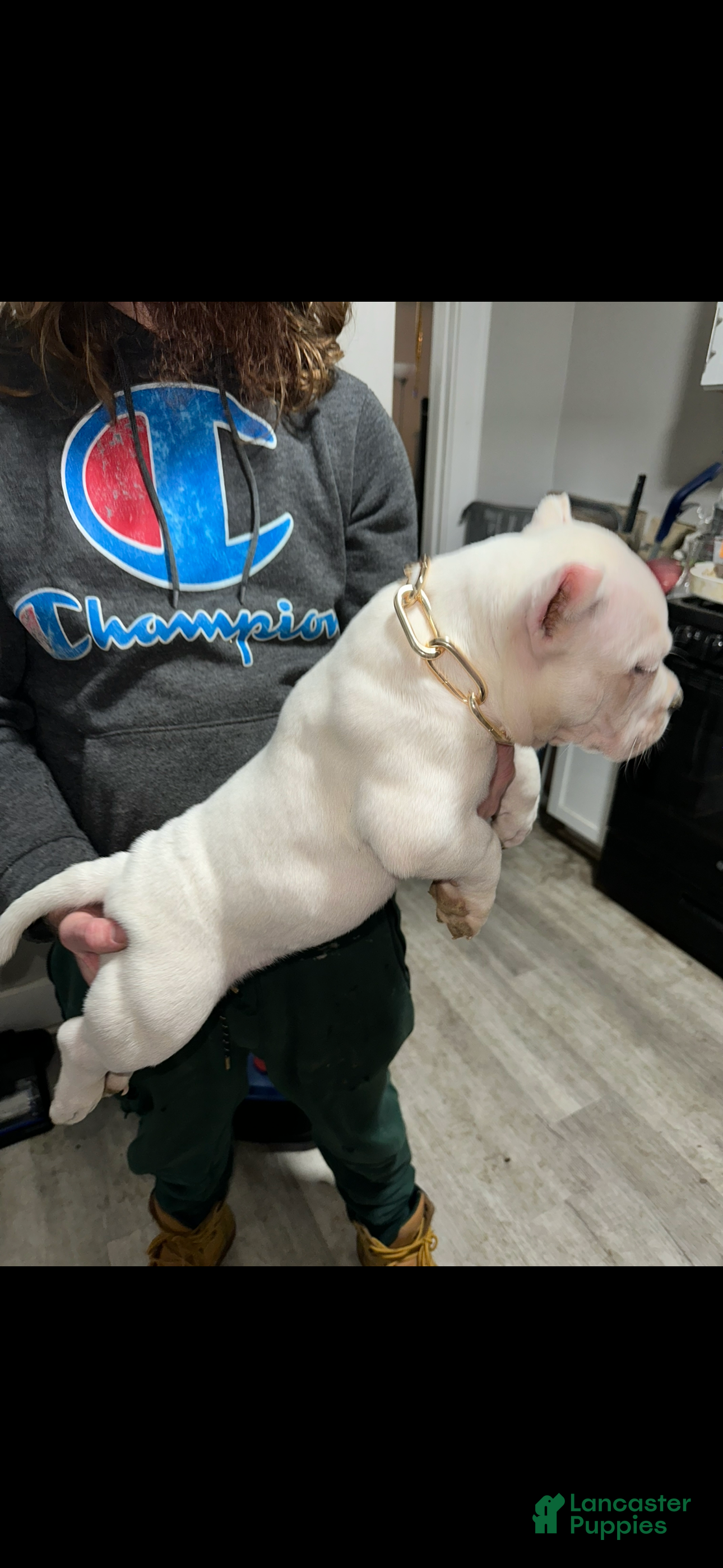 American Bully dogs Moby  - Ad 4