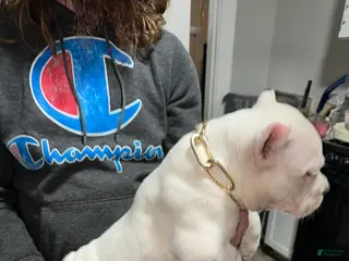 American Bully dogs Moby - Ad 4