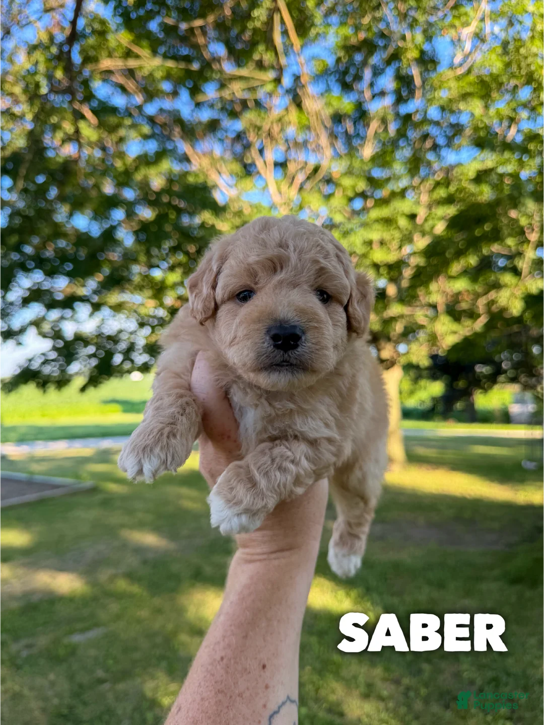 Mini Aussiedoodle dogs for sale: Saber - Micro Mini F1b - Ad 1