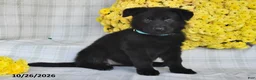 German Shepherd dogs for sale: Olivia - Ad 4