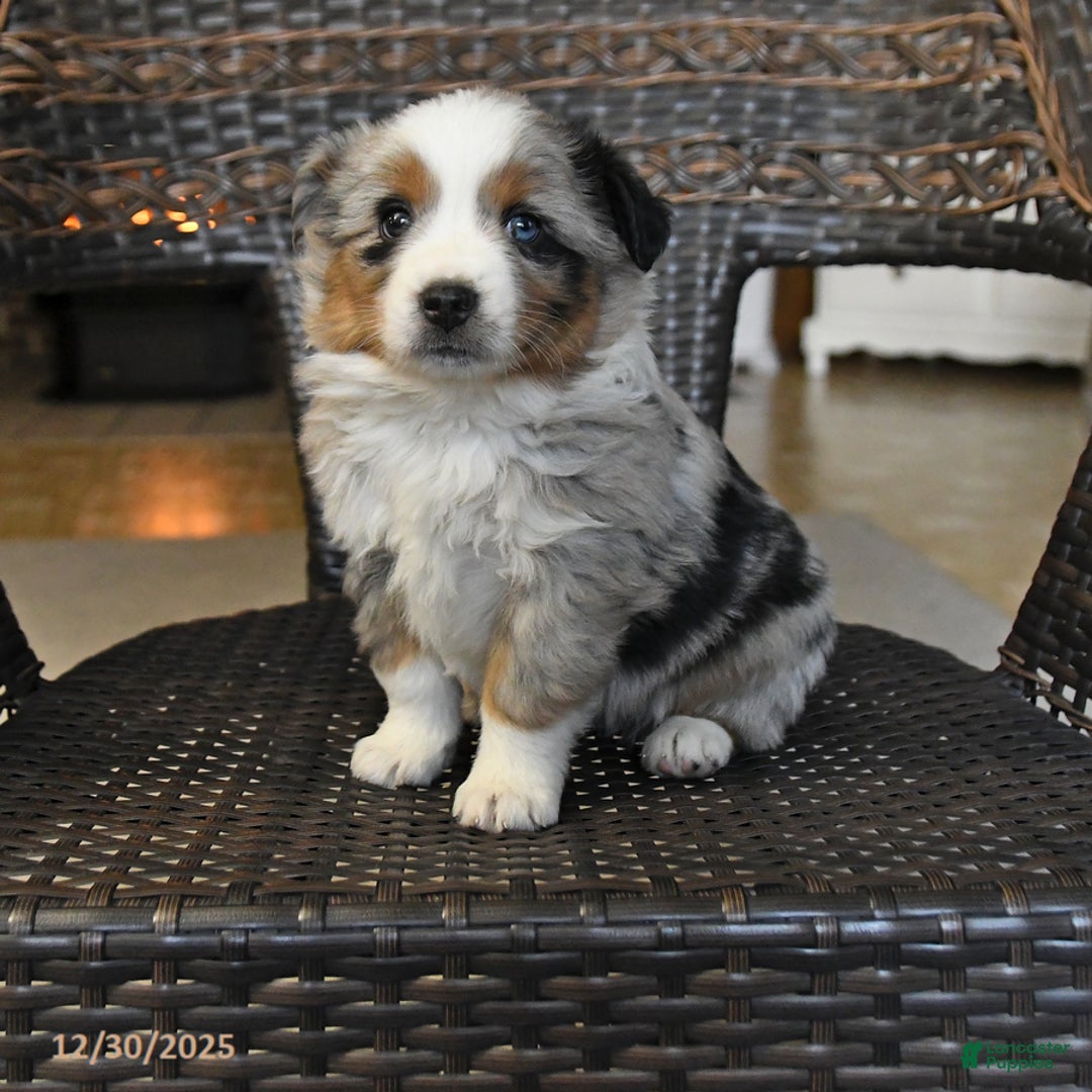 Miniature Australian Shepherd dogs for sale: Darcie - Ad 1