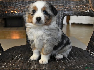 Miniature Australian Shepherd dogs Darcie - Ad 32