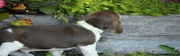 Beagle dogs for sale: Maverick  - Ad 7