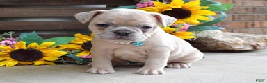 Roxy