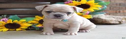 French Bulldog dogs for sale: Roxy - Ad 1