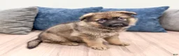 German Shepherd dogs for sale: Kory - Ad 3