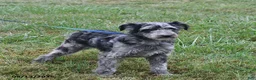 Aussiedoodle dogs for sale: Lily - Ad 4