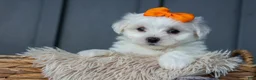 Maltese dogs for sale: PATRICK - Ad 7