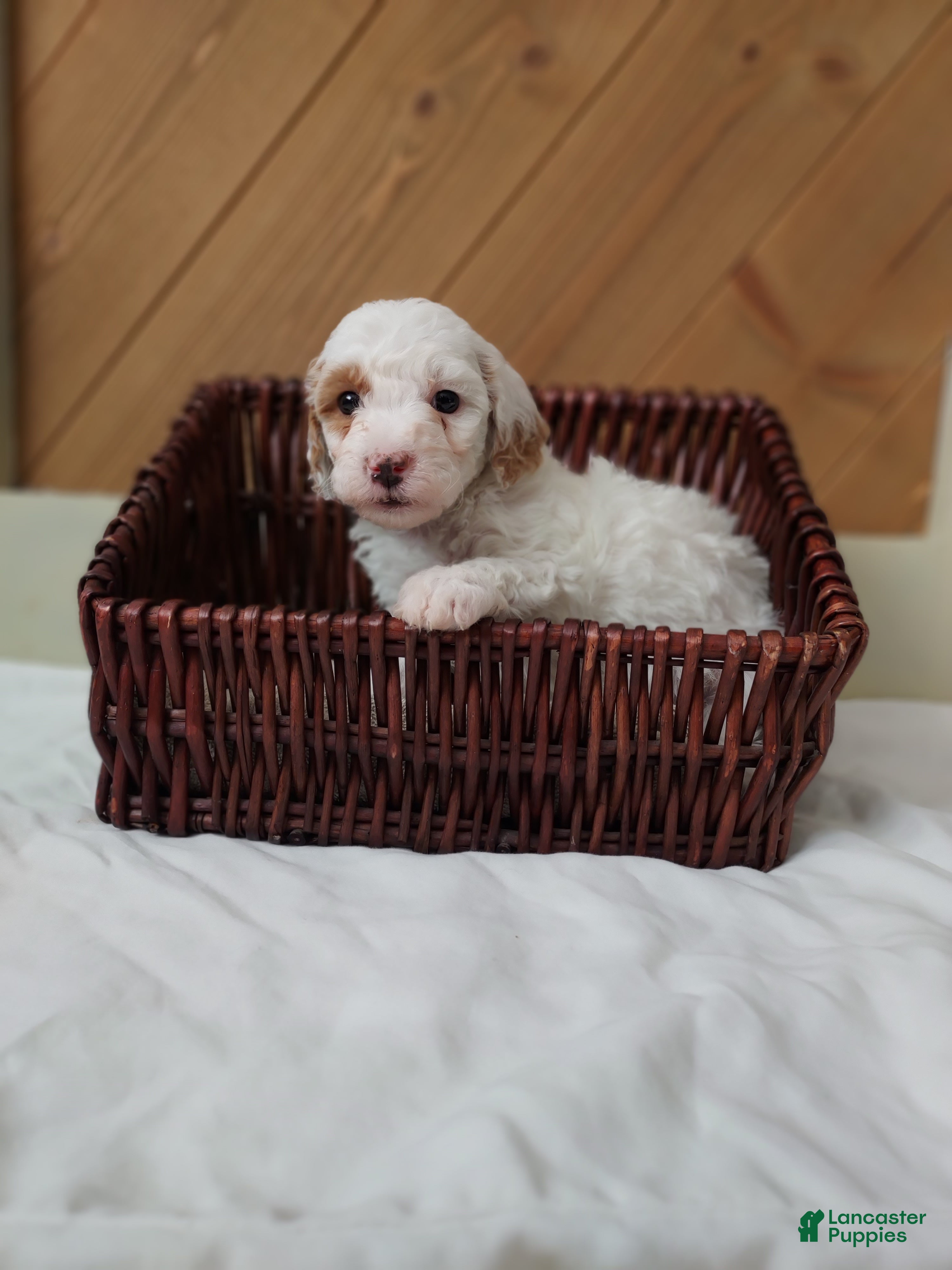 Cavapoo dogs Sugar - Ad 18