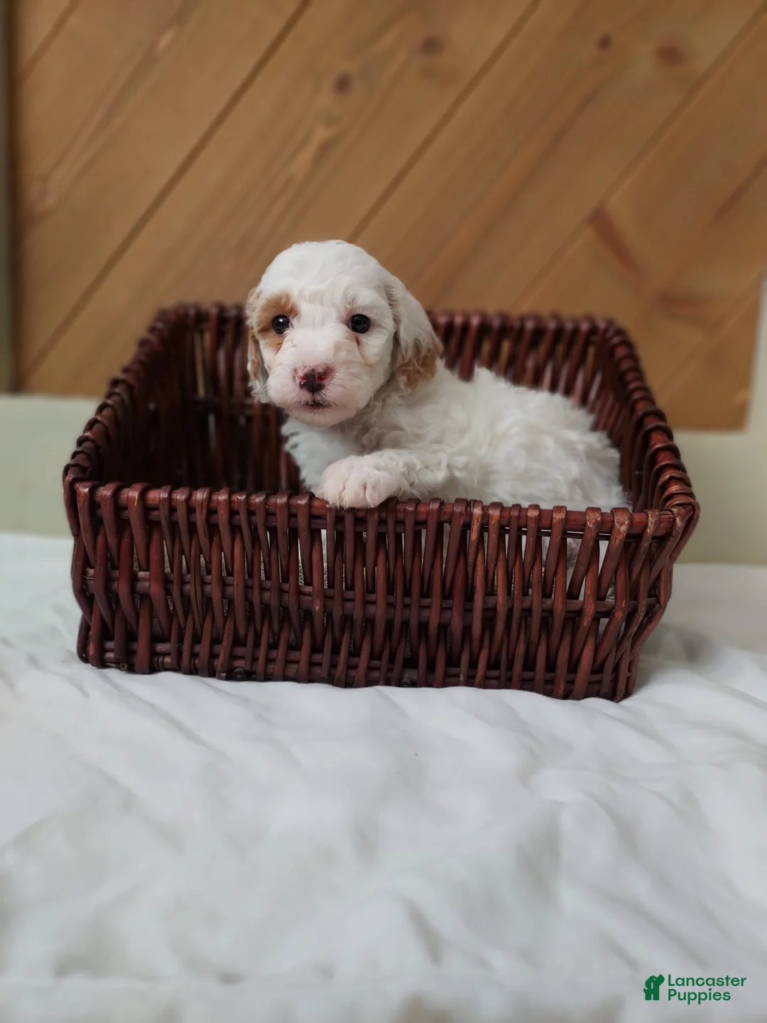 Cavapoo dogs for sale: Sugar - Ad 1
