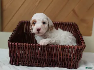 Cavapoo dogs Sugar - Ad 18