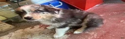Australian Shepherd dogs for sale: Australian Shepherd 7 - Ad 20