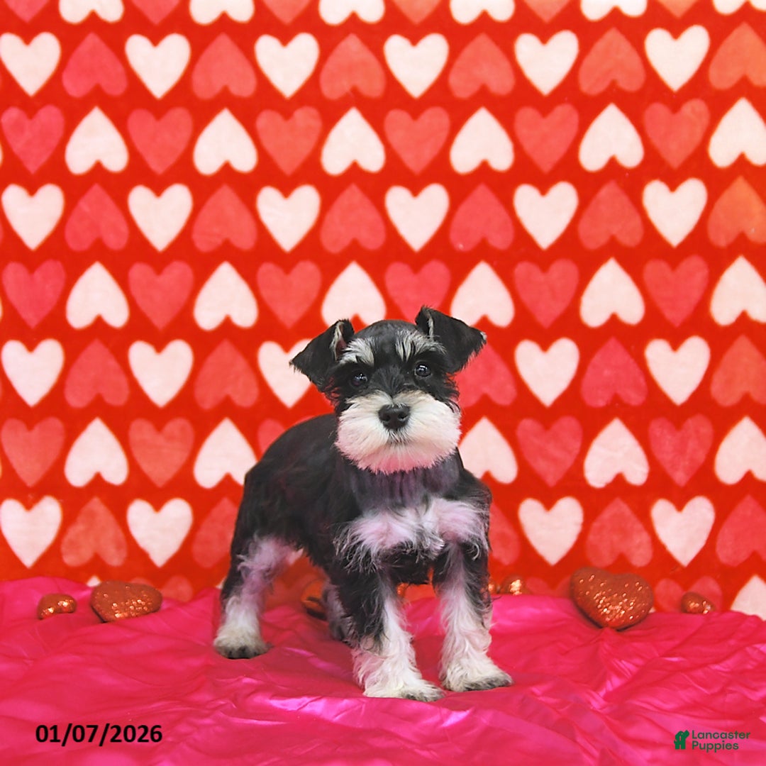 Miniature Schnauzer dogs for sale: Paris - Ad 4